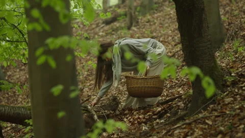 Woman walking through forest and gathering herbs in serene nature Stock Footage 320043495