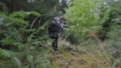 Woman Walking Through Forest with Backpack Searching for Mushrooms Stock Footage 345928315