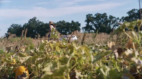 Woman walking through pumpkin patch during sunny autumn harvest Vídeo Stock 346116546