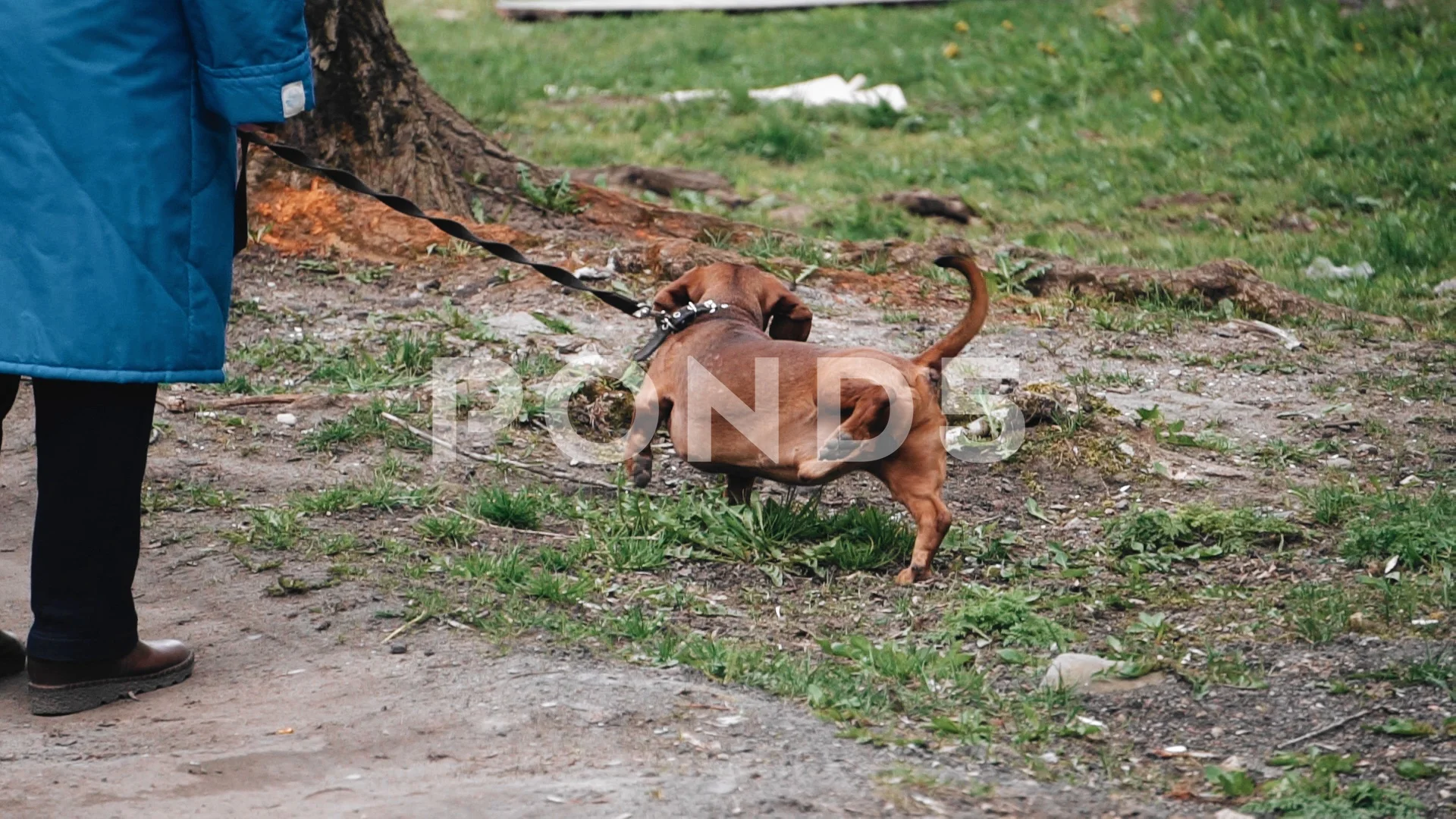 Woman and Dachshund Dog 