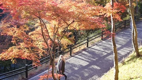 Woman Walks Down Stone Path in Autumn Stock Footage 77796407
