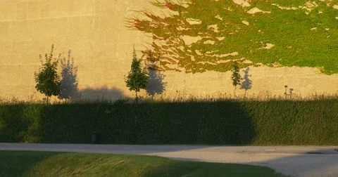 Woman walks in summer park with sheared bushes Stock Footage 67581393