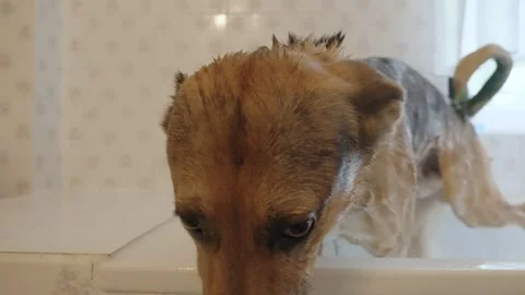 A woman washes large obedient dog in the bathtub Stock Footage 340554553