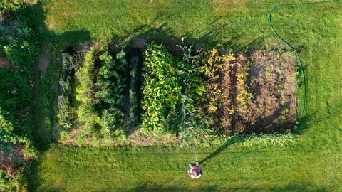 A woman watering a vegetable patch Stock Footage 112584920