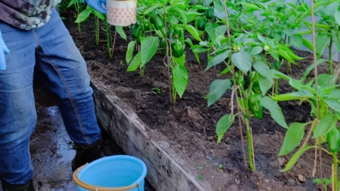 Woman Watering Vegetable Plants with Small Scoop in Greenhouse Video stock 343431553