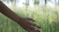 Woman Wearing Red Nail Polish Touching The Tall Grass In Field In Slow Motion Stock Footage