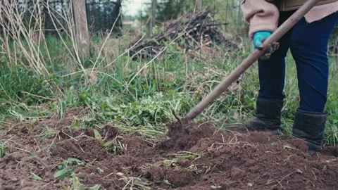 Woman weeding field using a hoe. Stock Footage 307833756