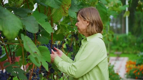 Woman winemaker checking ripe grapes in vineyard Stock Footage 303559638
