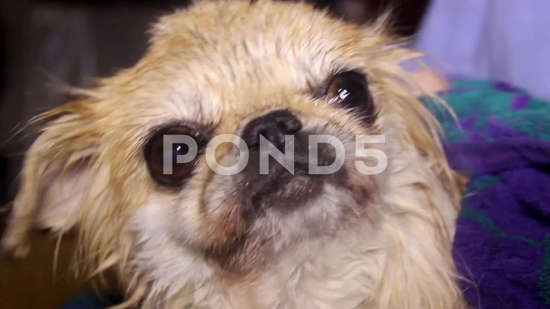 Wet pekingese best sale