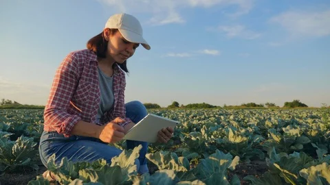 Woman work on the cabbage field Stock Footage 111196847