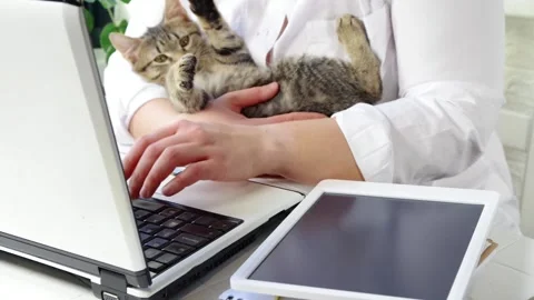 Woman work with a cute kitten Video stock 170560913