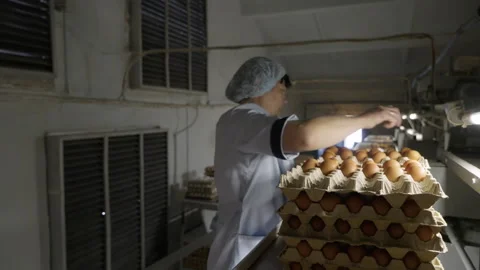 Woman Worker Sorting Hen Eggs On Cartons In Poultry Factory Storage Room Stock Footage 267076094