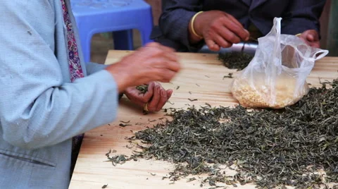 Woman workers separating tea leaves from branches Stock Footage 40432899