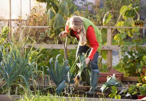 Woman working on allotment Stock Photos