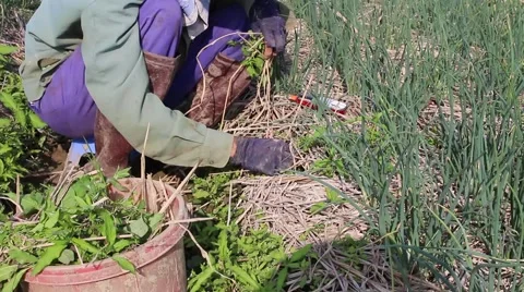 Woman working in a field, weeding Stock Footage 45919151