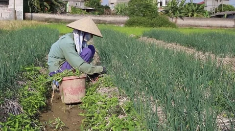 Woman working in a field, weeding 스톡 동영상 45919158