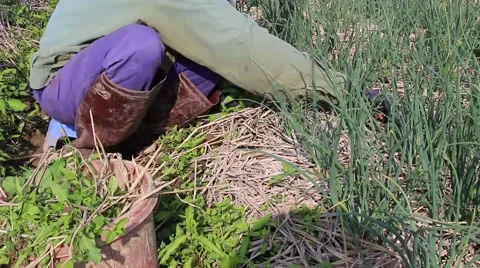 Woman working in a field, weeding Stock Footage 45919166