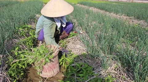 Woman working in a field, weeding Stock Footage 45919168