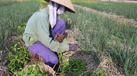 Woman working in a field, weeding Stock Footage 45919183