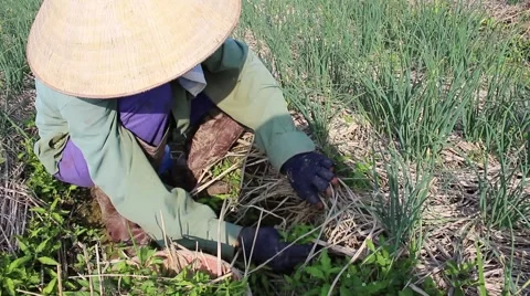 Woman working in a field, weeding Stock Footage 45919184