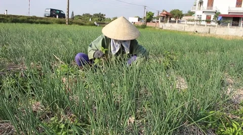 Woman working in a field, weeding Stock Footage 45919191