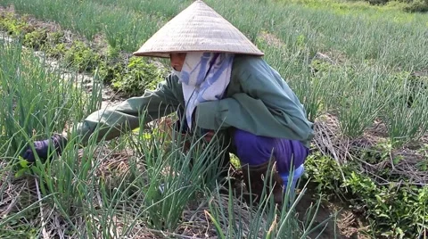 Woman working in a field, weeding Vídeos de archivo 45919192