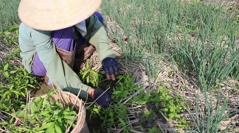 Woman working in a field, weeding Stock-Footage 45919205
