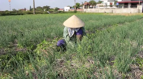 Woman working in a field, weeding 스톡 동영상 45919216