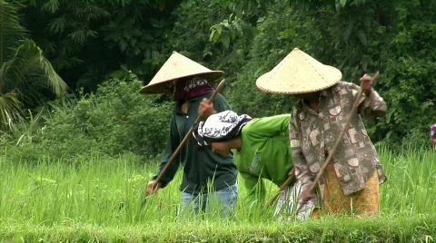 Woman working in fields Vidéo 106076
