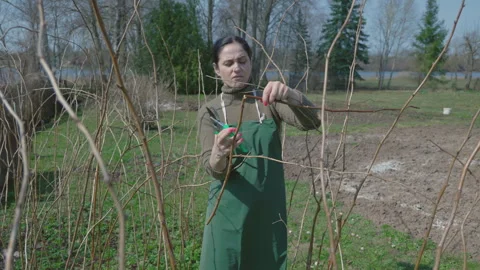 Woman is working on a raspberry bush in spring Stock Footage 335518631