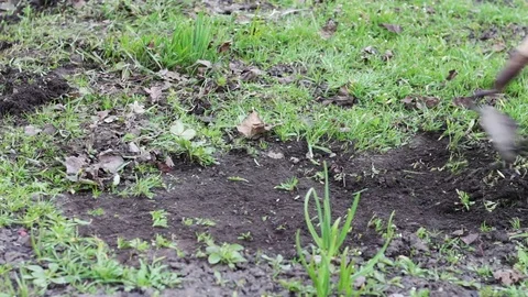A woman works in the garden removing grass from the ground with a mop of hoe Stock Footage