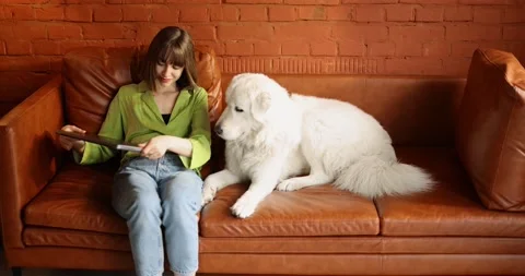 Woman works on laptop computer while sitting with her cute dog on a couch at Stock Footage 201510928