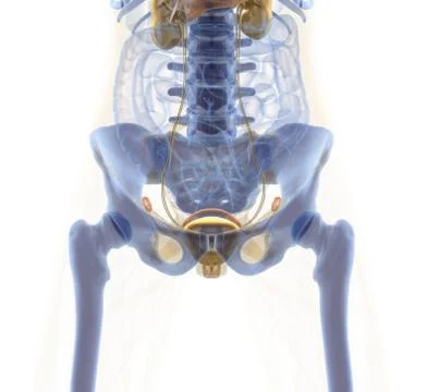 Woman X-Ray Stock Illustration