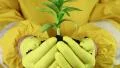 Woman in yellow protective suit holds in hands soil and green young plant HD Footage