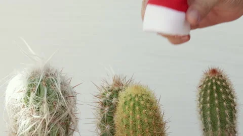 Woman,girl hand putting small mini little santa hat,cap on cactus plants Stock Footage 201946920