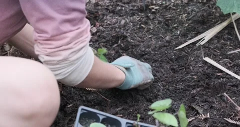 Woman's Arms and Gloved Hands Gardening Stock Footage 226857550
