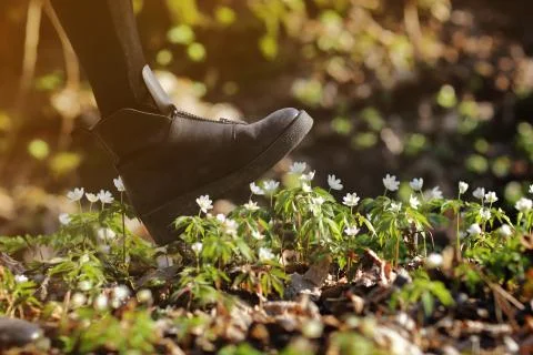 A woman's boot trample on a young anemone flower. Concept: trampled hopes, va Stock Photos