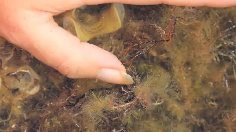 Woman's finger on seaweeds Stock Footage 89999267