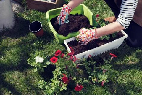 Womans hand adding soil in a pot Planting flowers Foto stock