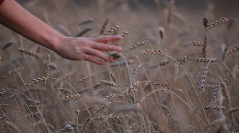Woman's hand and wheat ears Stock Footage 55283783