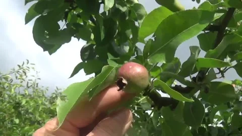 A woman's hand bends a branch with a pear fruit and examines fruit develops Stock Footage 312219880