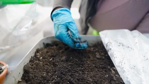 A woman's hand in blue gloves is pulverizing fertile soil over a garden bed Stock Footage 305690422