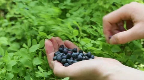 Woman's hand with blueberries Stock Footage 22281697