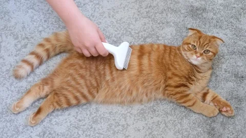 A woman's hand brushes a striped cat slicker brush close-up, top-down view. Stock Footage 346195321