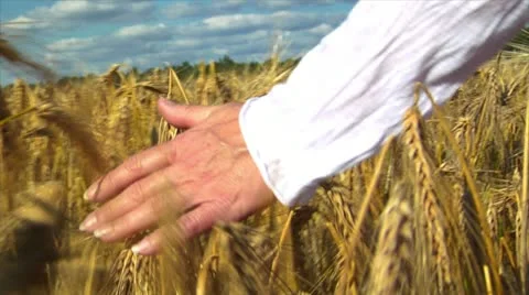 Woman's hand brushing over wheat field Stock Footage 11522535