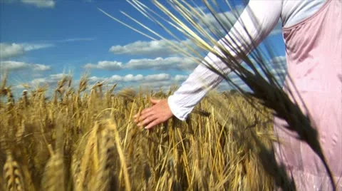 Woman's hand brushing over wheat field wide Stock Footage 11524248