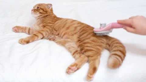 A woman's hand brushing a tabby cat with pink brush on a white background. Stock-Footage 342707932