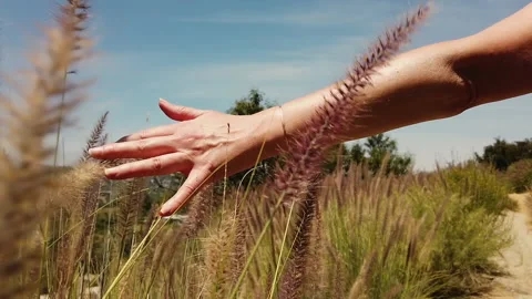 Woman's hand brushing through pink and purple fountain grass in a meadow Stock Footage 132457807