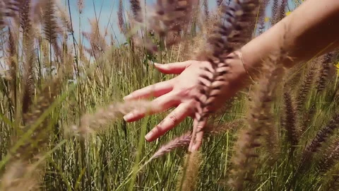 Woman's hand brushing through pink and purple fountain grass in a meadow Stock Footage 132457845