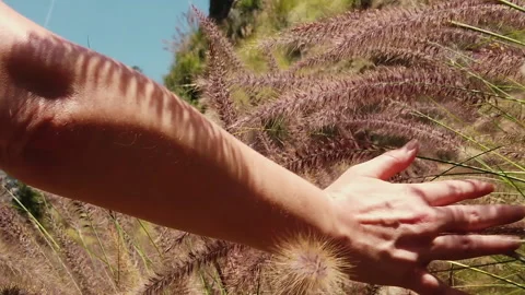 Woman's hand brushing through pink and purple fountain grass in a meadow Stock Footage 132458299